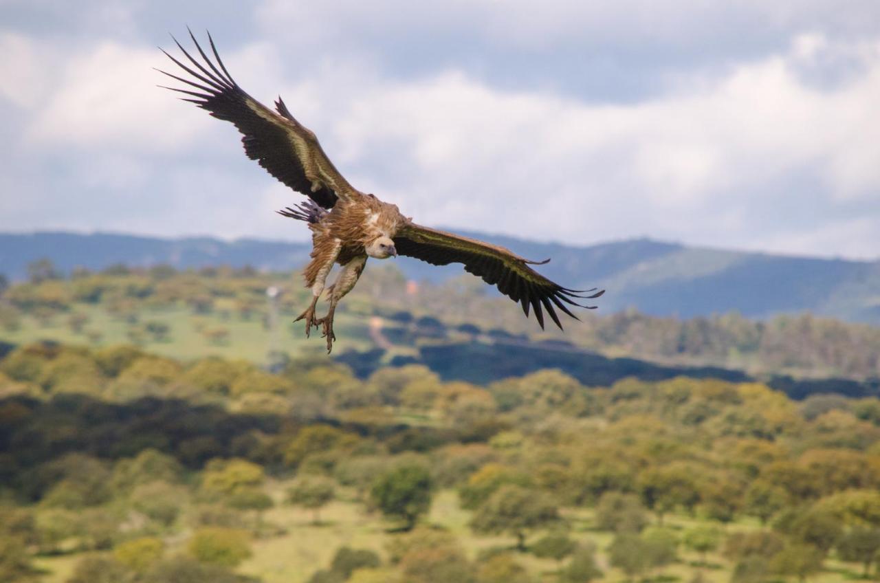 Alojamiento La Canada Monfrague Torrejón el Rubio Dış mekan fotoğraf