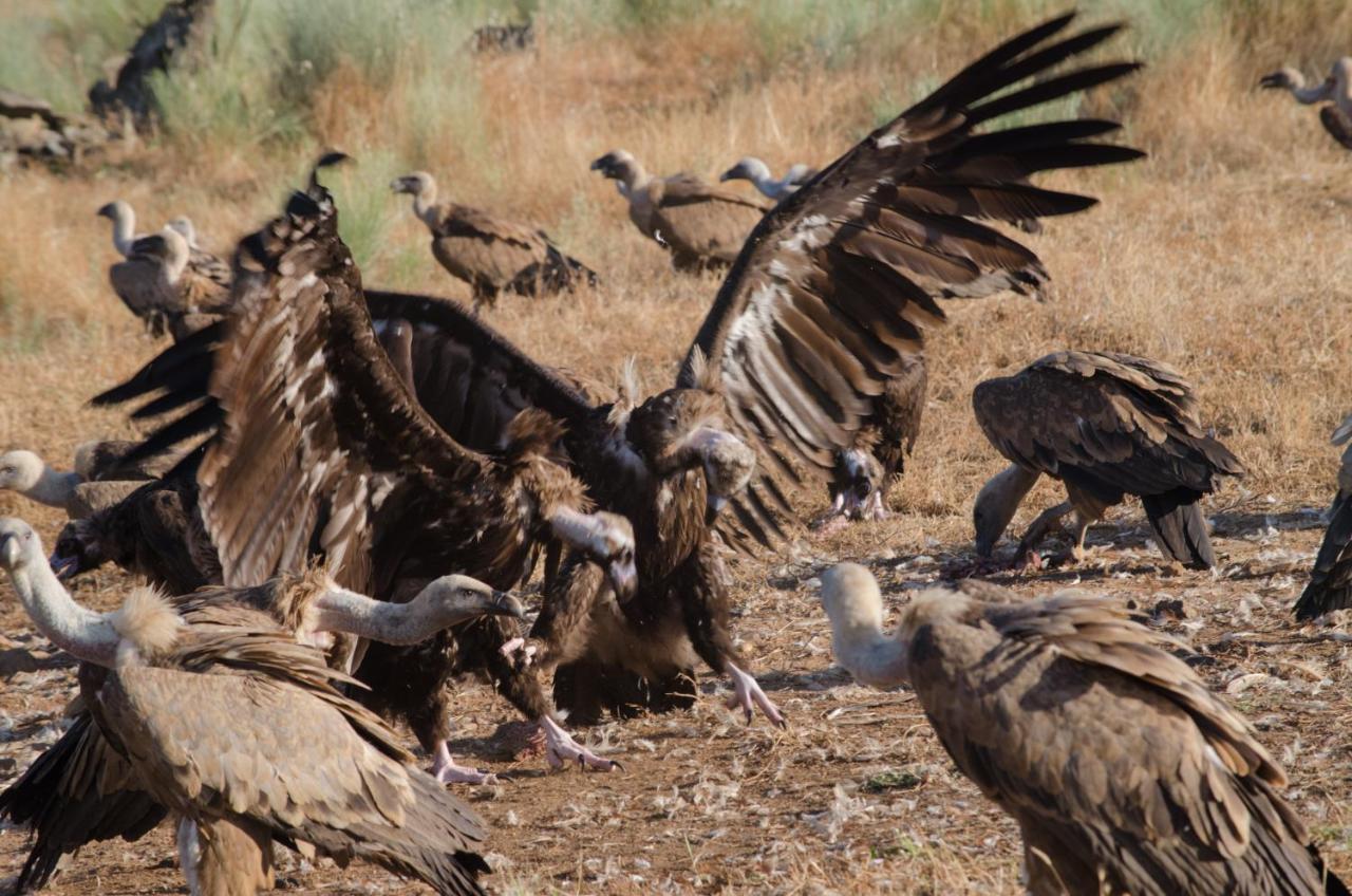 Alojamiento La Canada Monfrague Torrejón el Rubio Dış mekan fotoğraf